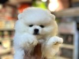 SHOW CALASS TEDDY BEAR SURAT POMERANİAN BOO