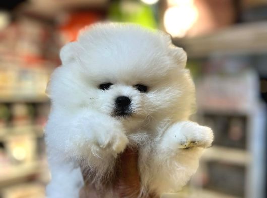 Show Calass Teddy Bear Surat Pomerani̇an Boo