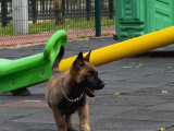 Belgian Malinois Yavrusu 2 Aylık