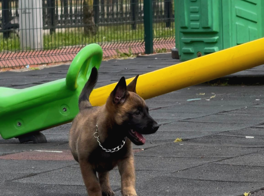 Belgian Malinois Yavrusu 2 Aylık görsel