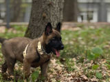 Belgian Malinois Yavrusu 2 Aylık