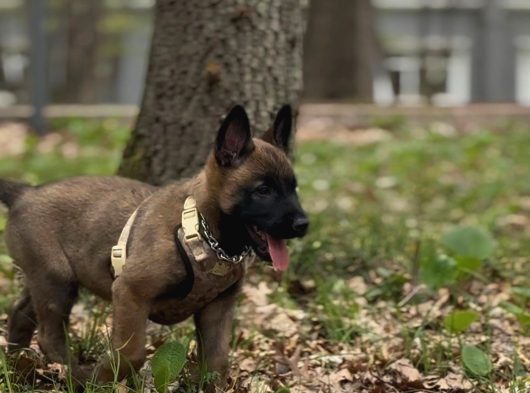 Belgian Malinois Yavrusu 2 Aylık görsel