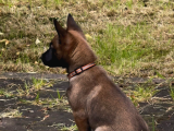 Belgian Malinois Yavrusu 2 Aylık