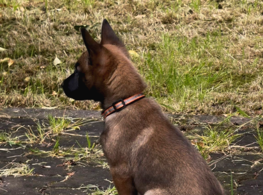 Belgian Malinois Yavrusu 2 Aylık görsel