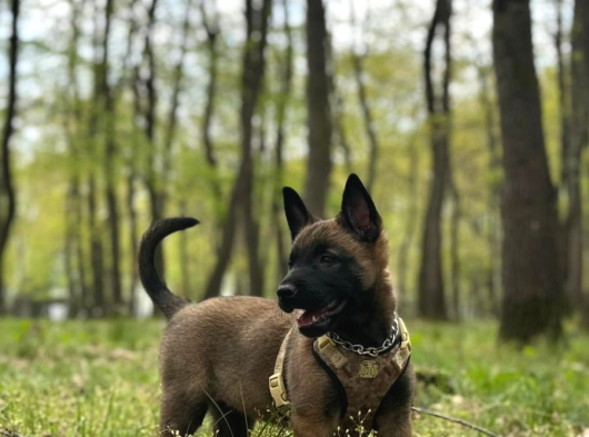 Belgian Malinois Yavrusu 2 Aylık görsel