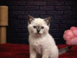 Bri̇tti̇sh Shorthai̇r Kedi̇leri̇mi̇z