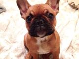 Fransiz Buldog Bebekler