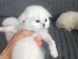 British Shorthair Ve British Longhair