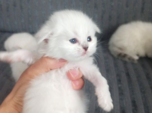 British Shorthair Ve British Longhair görsel