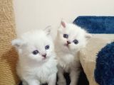 British shorthair ve british longhair
