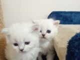 British Shorthair Ve British Longhair