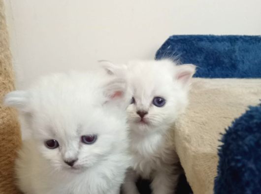British Shorthair Ve British Longhair görsel