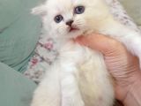 British Shorthair Ve British Longhair