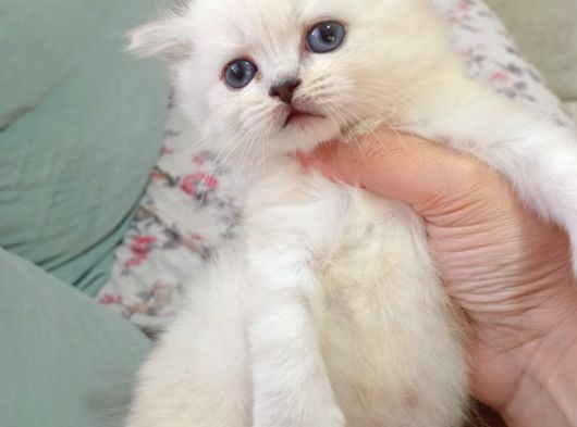 British Shorthair Ve British Longhair görsel