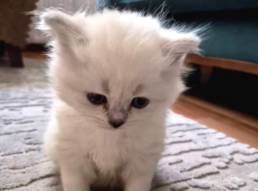 British Shorthair Ve British Longhair görsel