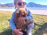 2 Aylık secereli Baby Face toy Poodle Yavruları