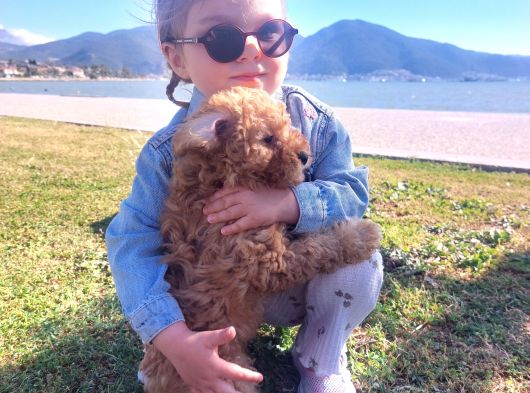 2 Aylık Secereli Baby Face Toy Poodle Yavruları