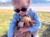 2 Aylık Secereli Baby Face Toy Poodle Yavruları