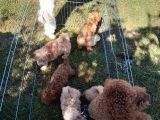 2 Aylık Secereli Baby Face Toy Poodle Yavruları