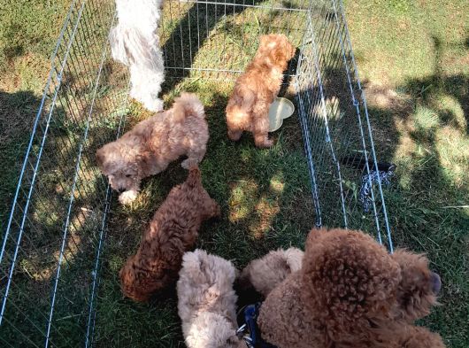 2 Aylık Secereli Baby Face Toy Poodle Yavruları görsel