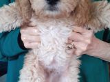 2 Aylık Secereli Baby Face Toy Poodle Yavruları