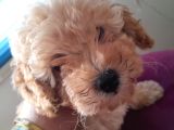 2 Aylık Secereli Baby Face Toy Poodle Yavruları