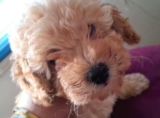 2 Aylık Secereli Baby Face Toy Poodle Yavruları görsel