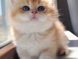 Bear Face Orange Golden Ve Pi̇nk Golden