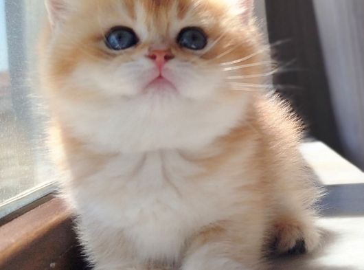 Bear Face Orange Golden Ve Pi̇nk Golden görsel