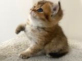 Safkan Golden British Shorthair Yavru Kedimiz