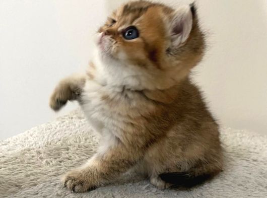Safkan Golden British Shorthair Yavru Kedimiz görsel