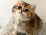 Safkan Golden British Shorthair Yavru Kedimiz