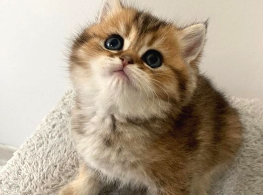 Safkan Golden British Shorthair Yavru Kedimiz
