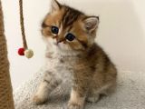 Safkan Golden British Shorthair Yavru Kedimiz