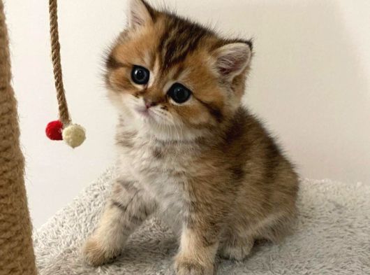 Safkan Golden British Shorthair Yavru Kedimiz görsel