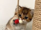 Safkan Golden British Shorthair Yavru Kedimiz