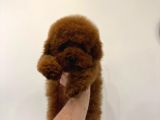 Poodle