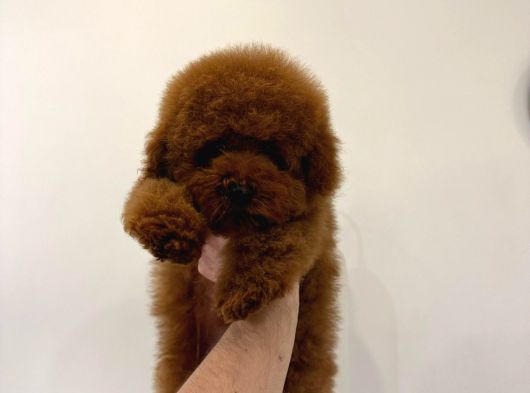 Poodle
