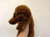 Poodle