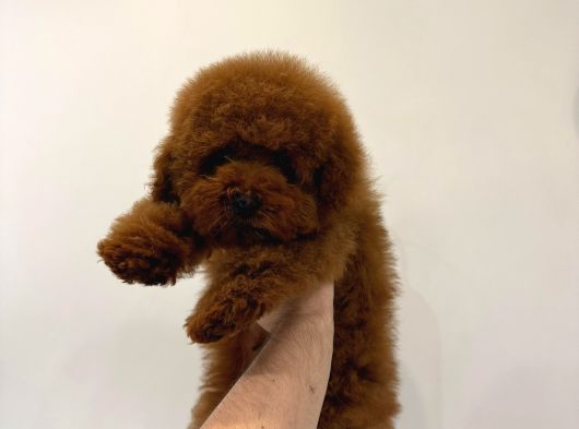 Poodle görsel