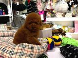 Poodle