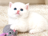 British Shorthair Ve Longhair Golden Ve Golden Point