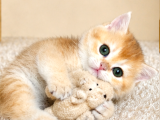 British Shorthair Ve Longhair Golden Ve Golden Point