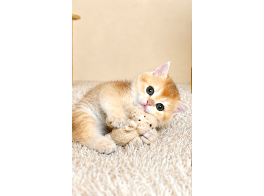 British Shorthair Ve Longhair Golden Ve Golden Point görsel