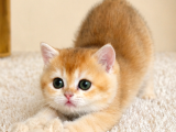 British Shorthair Ve Longhair Golden Ve Golden Point