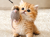 British Shorthair Ve Longhair Golden Ve Golden Point