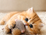 British Shorthair ve Longhair Golden ve Golden Point
