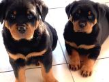Safkan Koca Kafa Rottweiler Yavrular