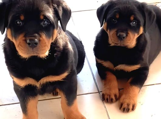 Safkan Koca Kafa Rottweiler Yavrular