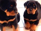 Safkan Koca Kafa Rottweiler Yavrular